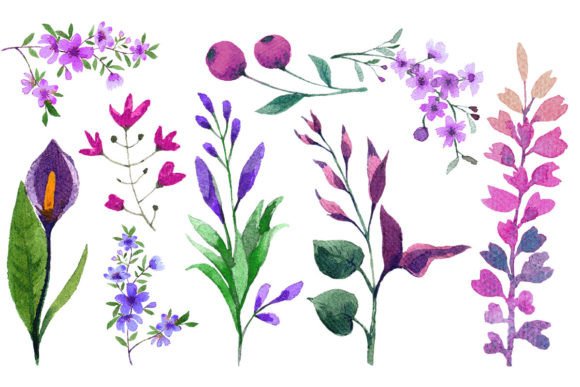 Download Watercolor Flower Elements Set - Elements Collection